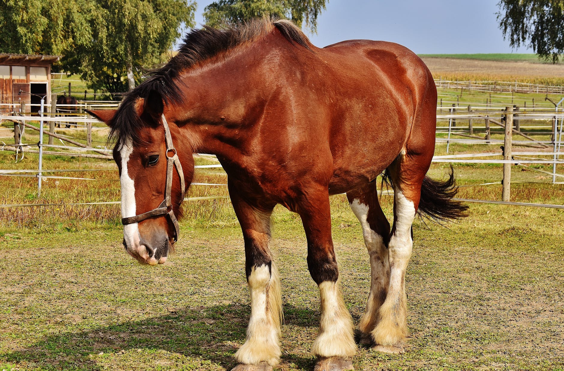 lancaster horse